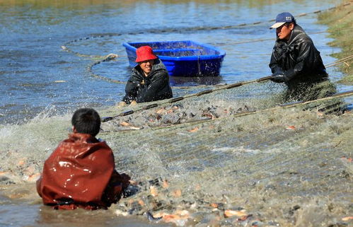 河北丰南 生态水产养殖助力农民增收致富