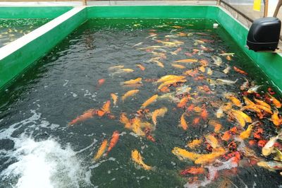 没有围墙的“园区” 松江水产养殖如何高起点撬动乡村产业振兴