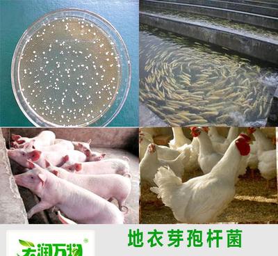 地衣芽孢杆菌在水产养殖中的多维应用与选择指南