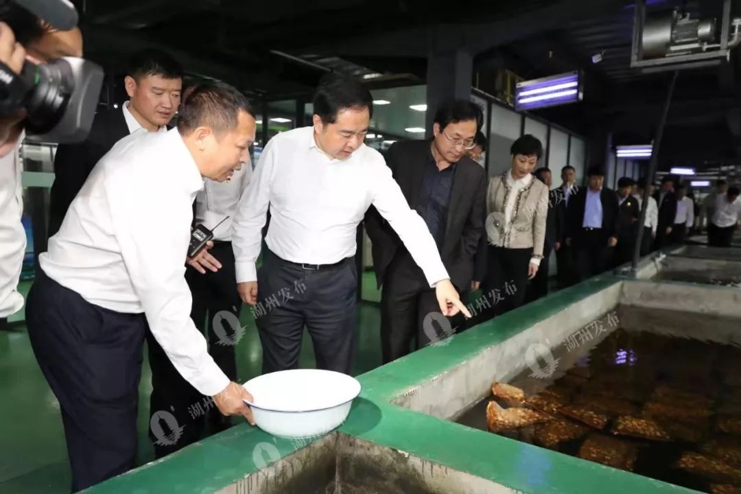 从书记市长现场观摩看湖州乡村振兴新亮点 水产养殖的“绿色突围”